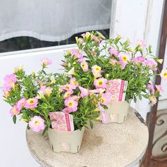 花苗 カリブラコア ネオ ファンシーピンク 3.5号 八重咲き 多年草 ピンクよく咲く 暑さ強い