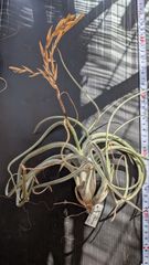 エバーフレッシュ 曲がり樹形 美形 観葉植物 中型 カッシーナ YUKI様