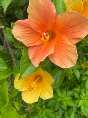 沖縄小浜島産ハイビスカスイエローオレンジカット苗木4〜5本