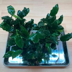 Bucephalandra sp. Sintang-5D 水草　タグ付き Bucephalandra sp. Sintang-5D 水草 タグ付き - メルカリ