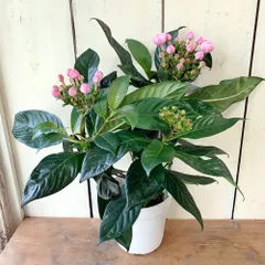 強い香りニオイザクラ リッチRich 匂い桜べにふじ 1鉢土減らし花段々終わった 強い香りニオイザクラ リッチRich 匂い桜べにふじ 1鉢土減らし花