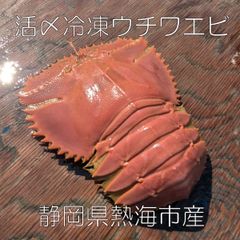 【活〆冷凍ウチワエビ】お刺身OK 特大サイズ 2匹600g～650g