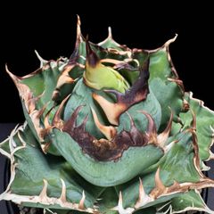 アガベ チタノタ 超OSP OSP産 - メルカリ