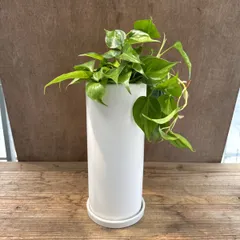 妃伽（ひめか）様 ルースパウダー3 2025年最新】ひめか様専用の