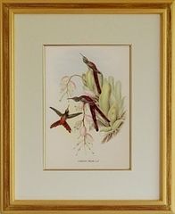 グールド ハチドリの絵No.56　鳥類図譜　ハミングバード 複製画のサムネイル