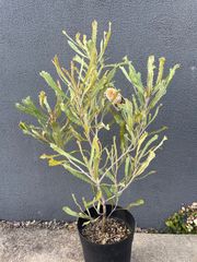 バンクシア バウエリ 4号 バンクシア ロブル 【花木苗 4号／1個売り】｜ 【植物の