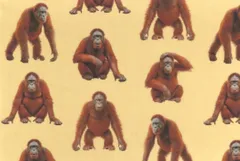 【ゆきちゃん限定】X2306 オラウータン柄 コットン生地 ベージュ 1m