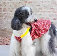 【ペット用】 大型犬用　犬服　オシャレ赤い色　可愛い花柄スカート　ドレス