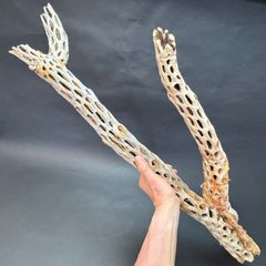 Y枝(特大)長め-6: (約)長さ86cm×最大幅27cm×最大φ9.5cm＊ 重さ(約)900g カクタススケルトン1本 (サボテンの骨/スケルトンウッド/オブジェ) エアプランツ含まず＠フラワーショップ江口