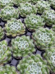 抜き苗 オウゴンカ MY73×40株 ふっくら 多肉植物 エケベリア サボテン 韓国苗 新入荷