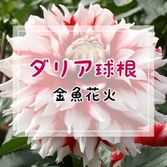 【球根】ダリア・金魚花火（インフォーマルデコラ咲き・中輪咲・中性）／1球