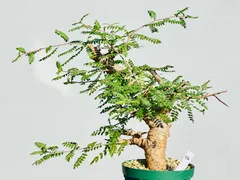 2025年最新】ボスウェリア ネグレクタの人気アイテム - メルカリ