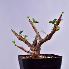 3R9 実生 センナ・メリディオナリス Senna meridionalis コーデックス 塊根植物 プレステラ90 センナメリディオナリス