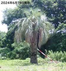 ココスヤシ　5m前後 配達無料】植樹工事込み・巨大なココスヤシ。樹齢約80年 静岡県