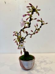御殿場桜 小品盆栽