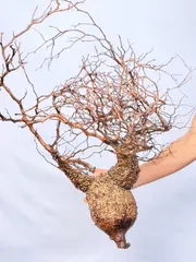 2025年最新】オペルクリカリア パキプス ベアルートの人気