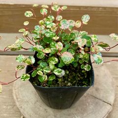 花苗 観葉植物　斑入りワイヤープランツ スポットライト