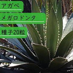 【種子】アガべ メガロドンタ　Agave megalodonta　種子20粒