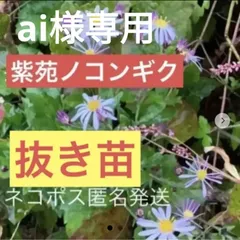 2023年最新】ノコンギク苗の人気アイテム - メルカリ