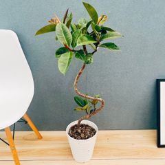 現品］☆おしゃれ☆ 29番 フィカス アルテシマ 曲がり 7号 観葉植物