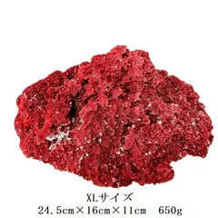 2026年最新】パイプオルガンサンゴの人気アイテム - メルカリ