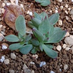 韓国苗　チワワエンシス錦　小苗　エケベリア 4