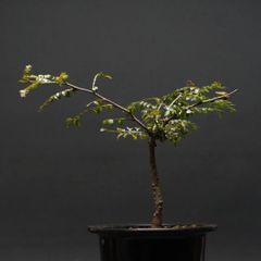 "Operculicarya pachypus" オペルクリカリア パキプス 管理2152