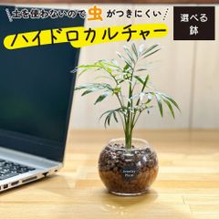 観葉植物 ハイドロボール ハイドロカルチャー テーブルシ 土をつかわない ミニ観葉 母の日 初心者 小さい おしゃれ 開店祝 お祝い 卓上 玄関 リビング インテリア リビング 送料無料