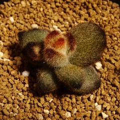 【テディベア】エケベリア・ふわふわ 6