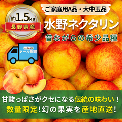 水野ネクタリン～昔ながらの希少品種～【内容量】約1.5kg【配送方法】クール配送【サイズ】L以上【品目】ネクタリン【品種】当店お任せ【産地】長野県【規格】ご家庭用A品【詰め方】パック詰め【配送までの日数】1～4日