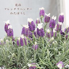 花苗 フレンチラベンダー わたぼうし 3.5号 多年草 育てやすい 春 秋 咲く パープル