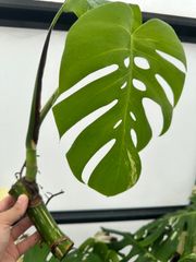 M*♡様 【発根済み】極上6葉付き 斑入りモンステラ　ホワイトタイガー 極上散り M*♡様 【発根済み】極上6葉付き 斑入りモンステラ ホワイト