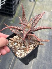 Aloe ‘Gargoyle’ Karen Zimmerman ハイブリッドアロエ