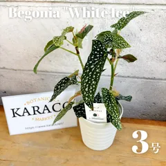 2025年最新】begonia ベゴニアの人気アイテム - メルカリ