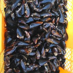 釣り餌に★ムラサキイガイ★冷凍発送７ｋｇ★イガイ カラス貝 ムール貝 釣りエサ 船釣り 磯釣り コブダイ釣り チヌ釣り クロダイ釣り フィッシング
