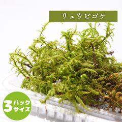 【高原の苔】 リュウビゴケ 一本一本がしっかりとした這う苔 テラリウム 盆栽に 苔パック コケ 苔テラリウム 日陰向き セミオープン クローズ 密閉容器向け L(１２ｃｍ×１９ｃｍ)外寸