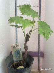 ぶどう 苗木★藤稔 （ふじみのり）★大粒で実付きが良い