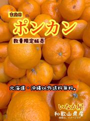 数量限定！1点！早い者勝ち！ポンカン　４キロ　家庭用　フルーツ　柑橘