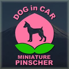 ミニチュアピンシャーのドッグインカーかわいい桃ちゃんのピンク色ステッカー‼︎