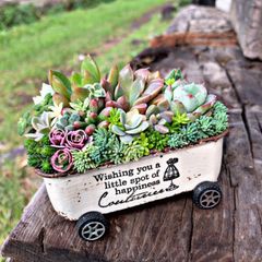 オーダー承ります 多肉植物寄せ植えちま寄せ花車