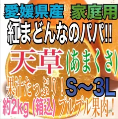 🎉紅まどんな🍊の次は絶対これ‼️【家庭用】天草(あまくさ)紅まどんなのパパ‼️プルプル果肉💛S〜3L 約2kg【箱込】