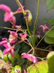 山野草　ピンクイカリソウのサムネイル