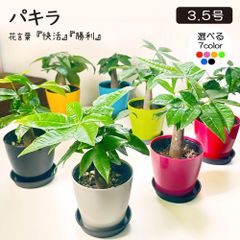 観葉植物 小さい パキラ ミニ 3.5号 選べるカラープラスチック鉢 人気 おしゃれ 鉢植え 発財樹 幸運 縁起物 お祝い 誕生日  開店祝 引越祝 新築祝 贈り物 インテリア 送料無料