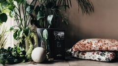 ビトロ苗 8種セット】人気 フィロデンドロンまとめ買い！無菌培養の