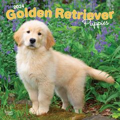 【輸入版】2024年 子犬のゴールデン・レトリバー カレンダー / ブラウントラウト (Golden Retriever Puppies)