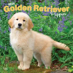 大判！ Golden Retriever ゴールデンレトリバー 90年代 犬アニマル