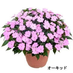 【訳あり】サカタのタネ　サンパチェンス(R) オーキッド(PVP) 10.5cmポット苗(個体おまかせ1ﾎﾟｯﾄ)　春・夏 花苗 花壇 育てやすい 初心者 紫色 桃色(143669)のサムネイル