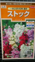 ストック 一本立ち 切り花用 種 ３袋セット
