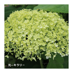アジサイ：アナベル『光（キラリ）』（3.5号）希少　新品種　紫陽花　アナベル苗　鉢花　植栽　苗木