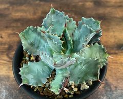 Agave/アガベ  イシスメンシス/肉厚兜蟹 "怪獣" 発根済  送料込み
